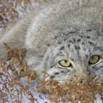 Pallas s Cat new wallpapers