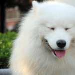 Samoyed high quality wallpapers