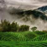 Tea Plantation image