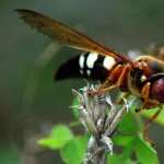 Wasp high definition photo
