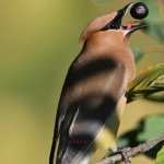 Waxwing high definition photo