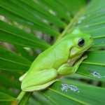 White-lipped Tree Frog photos