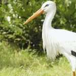 White Stork hd photos