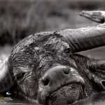 African Buffalo new photos