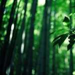 Bamboo wallpapers hd