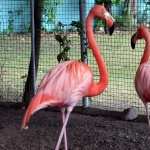 Flamingo full hd