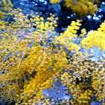 Golden Wattle widescreen