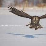 Great Grey Owl photo