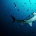 Hammerhead Shark free