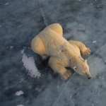 Polar Bear free