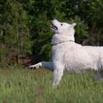 Samoyed hd wallpaper