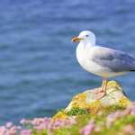 Seagull wallpapers