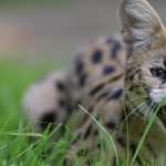 Serval PC wallpapers