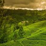 Tea Plantation download wallpaper
