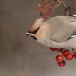 Waxwing high definition wallpapers
