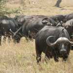 African Buffalo wallpaper
