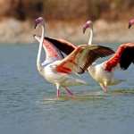 Flamingo download