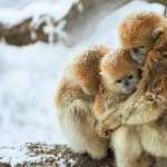 Golden Snub-nosed Monkey PC wallpapers