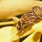 Hoverfly PC wallpapers