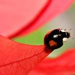 Ladybug widescreen
