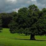 Oak Tree photo