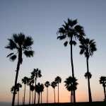 Palm Tree pics