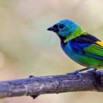 Tanager high quality wallpapers