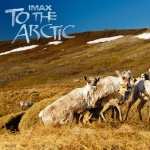 To The Arctic 2017