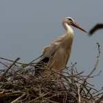 White Stork high definition wallpapers