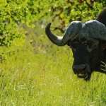 African Buffalo high quality wallpapers