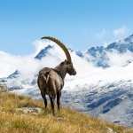 Alpine Ibex free wallpapers