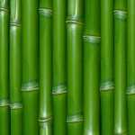Bamboo desktop wallpaper