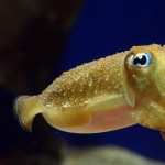 Cuttlefish image