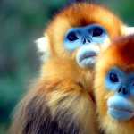 Golden Snub-nosed Monkey free wallpapers