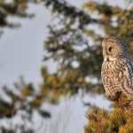 Great Grey Owl images