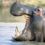 Hippo full hd