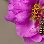 Hoverfly hd desktop