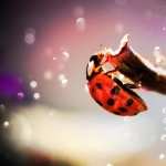 Ladybug hd photos