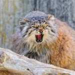 Pallas s Cat high quality wallpapers