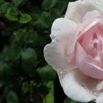 Pink Rose images