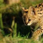 Serval high definition photo