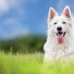 White Shepherd wallpapers for android