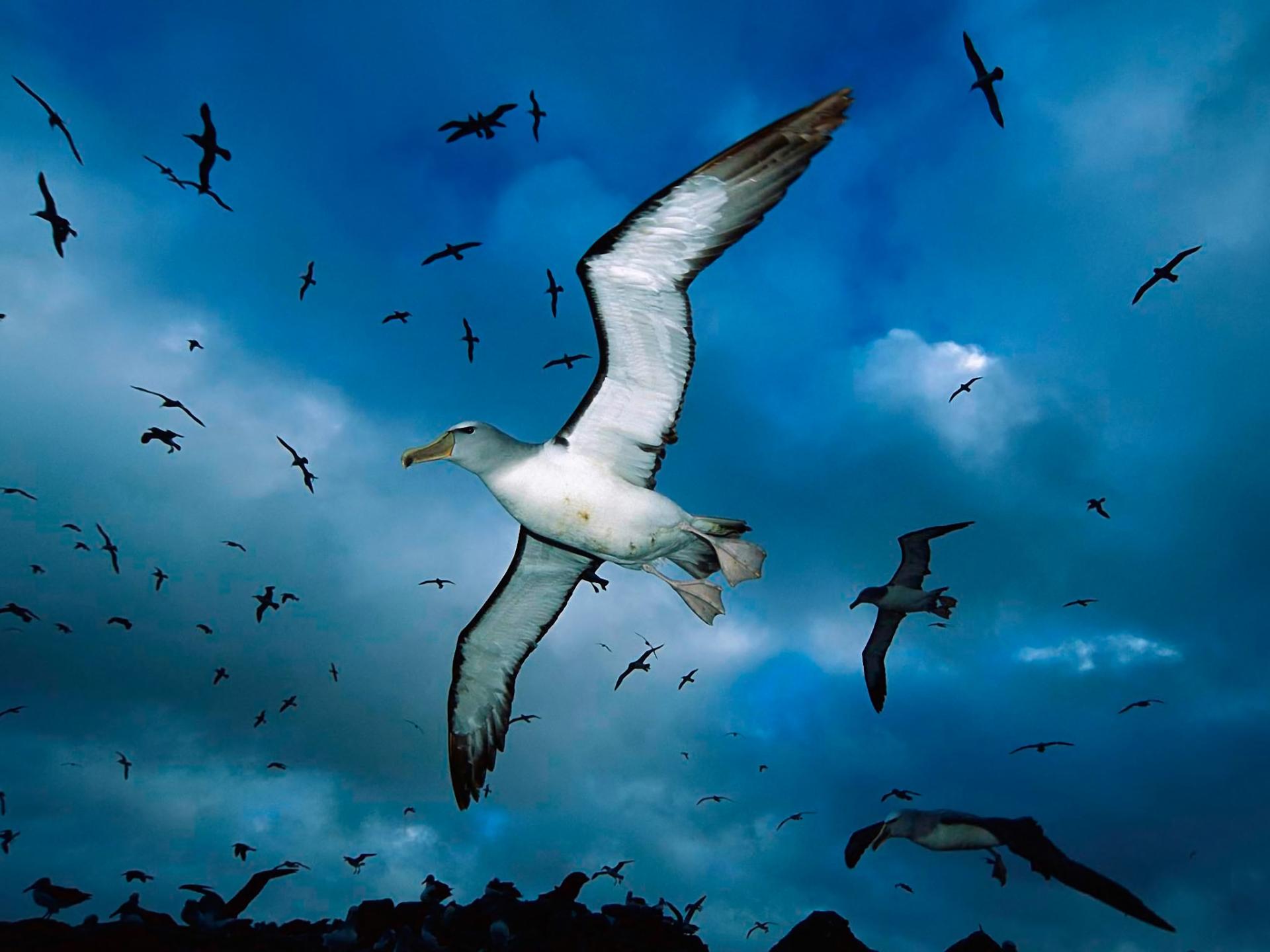 Albatross at 1152 x 864 size wallpapers HD quality