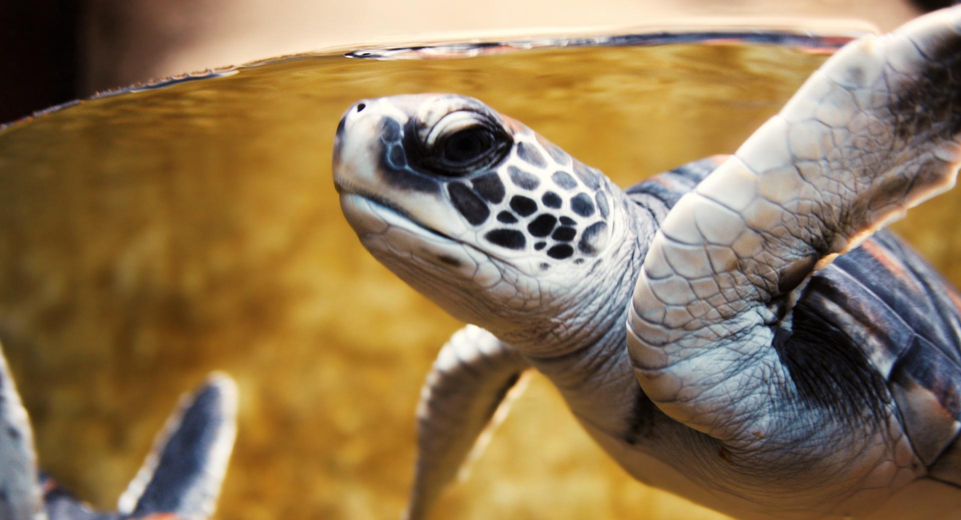 Baby Green Sea Turtle at 1024 x 768 size wallpapers HD quality