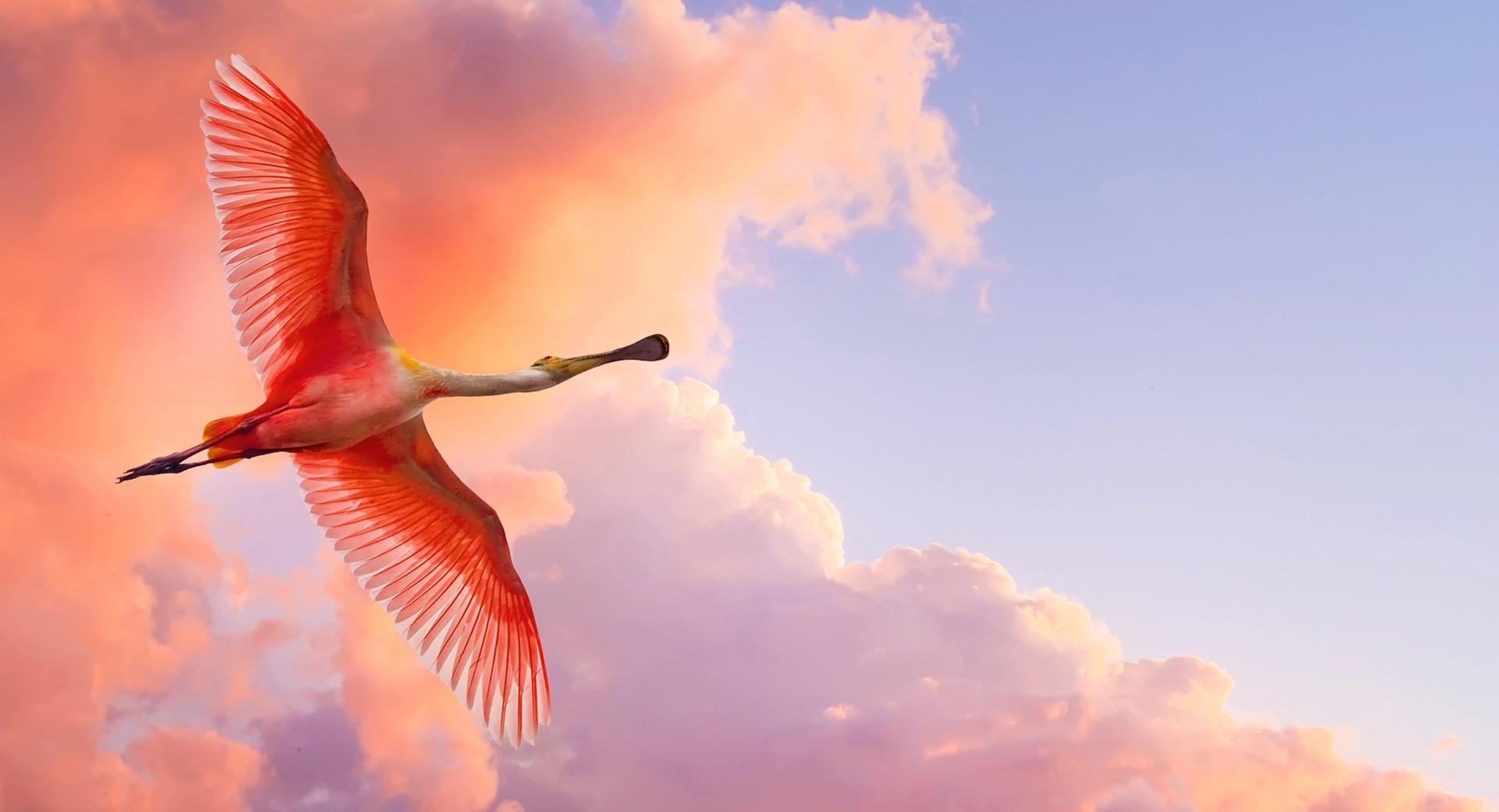 Beautiful Birds Flying wallpapers HD quality