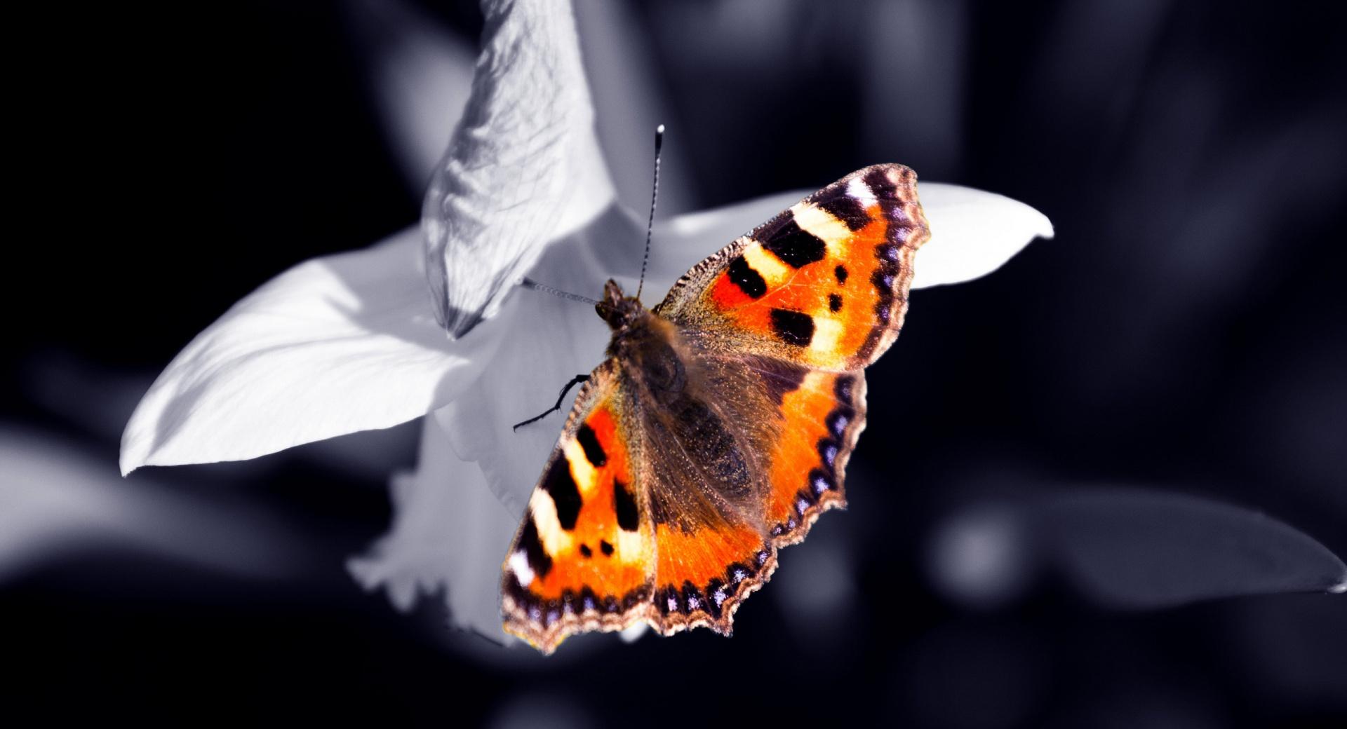 Beautiful Orange Butterfly at 1600 x 1200 size wallpapers HD quality