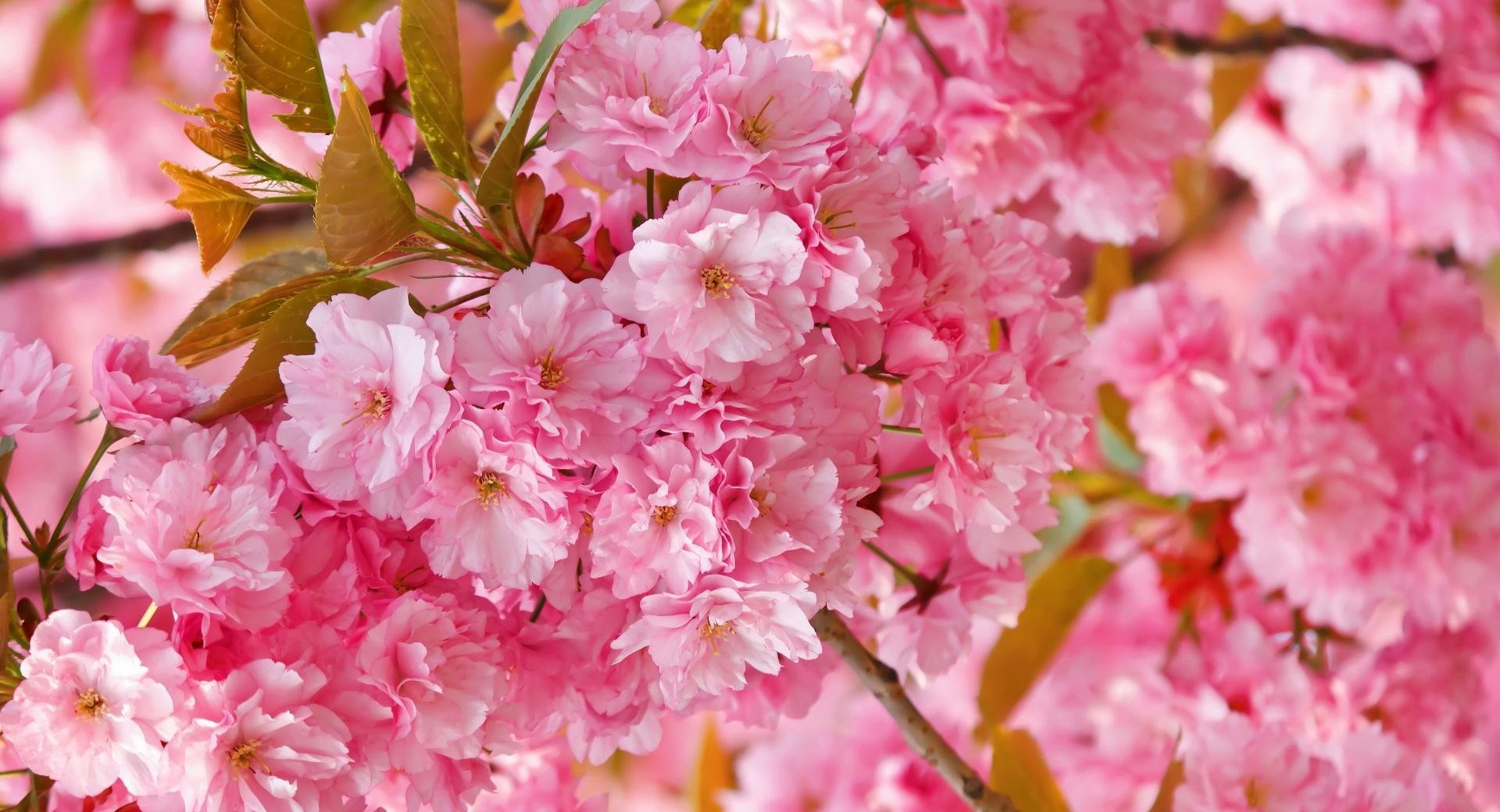 Beautiful Pink Japanese Sakura Tree at 320 x 480 iPhone size wallpapers HD quality
