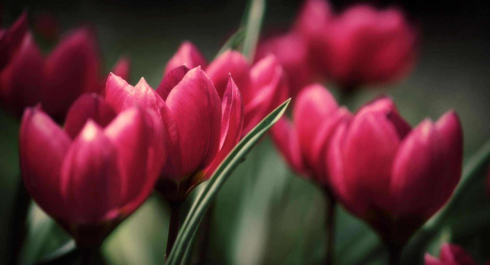 Beautiful Tulips at 320 x 480 iPhone size wallpapers HD quality