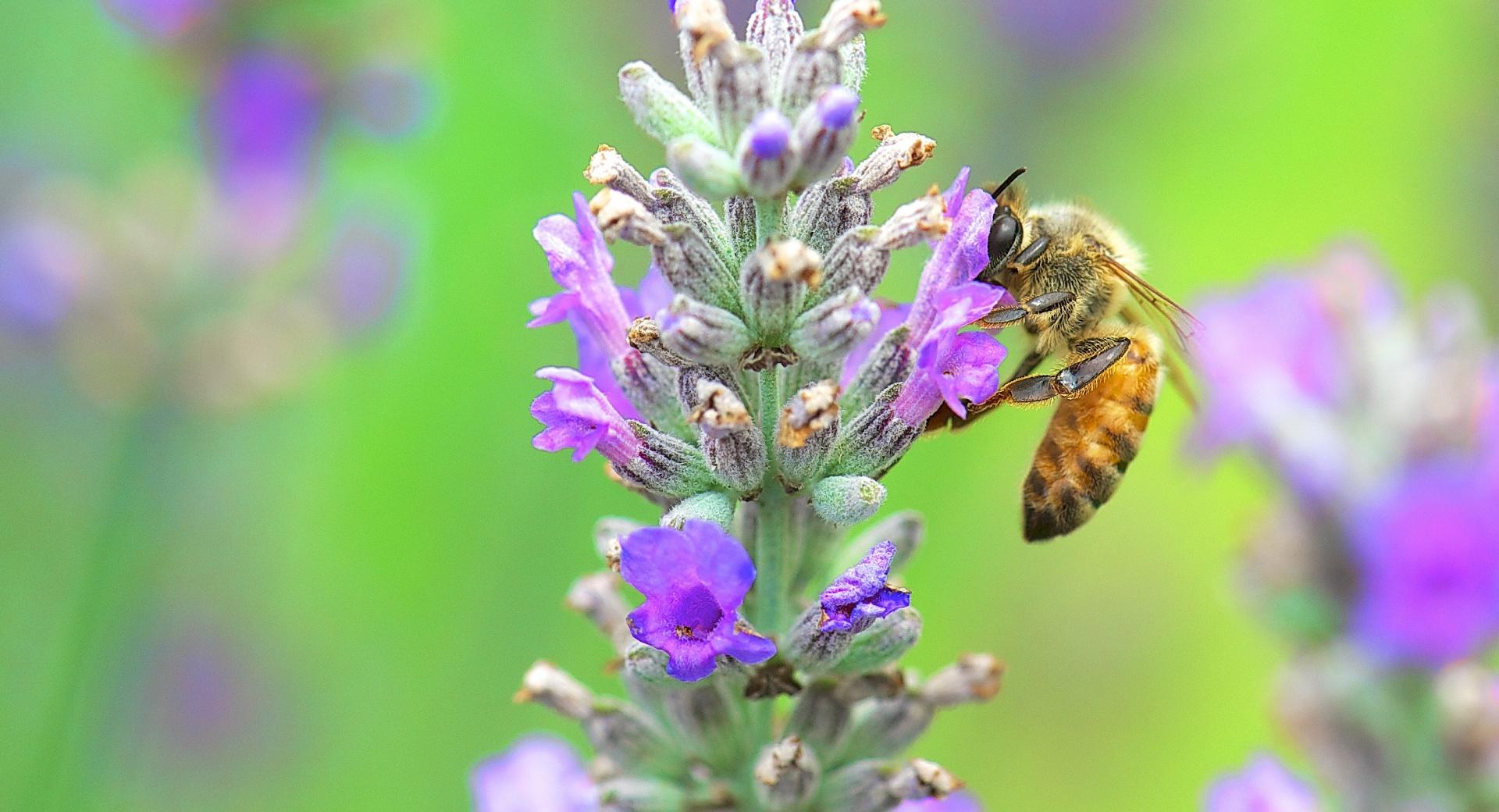 Bee, Lavender wallpapers HD quality