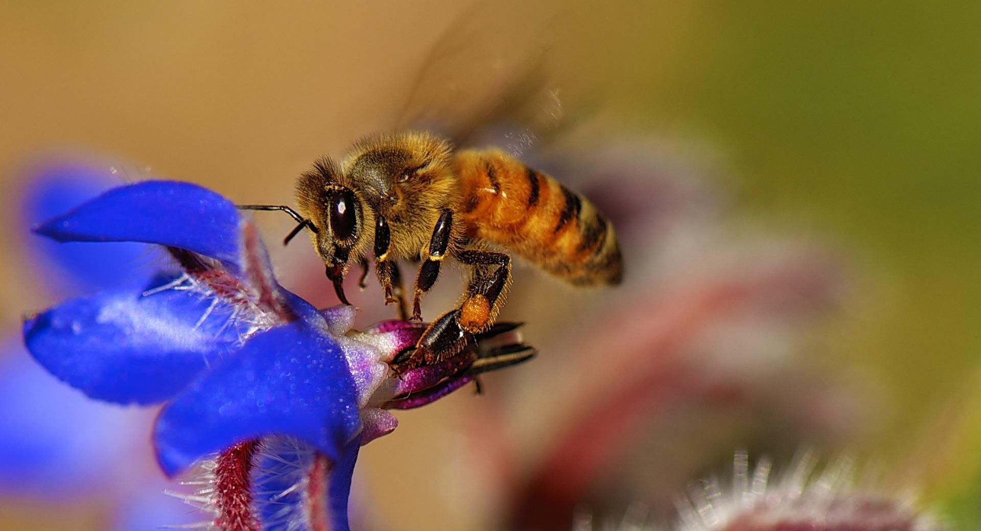 Bee Pollinating Flowers at 1280 x 960 size wallpapers HD quality
